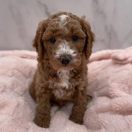 Bella - Red  female Goldendoodle puppy in Kansas City, Kansas from Bella & Ivy’s Mini Goldendoodles of KC