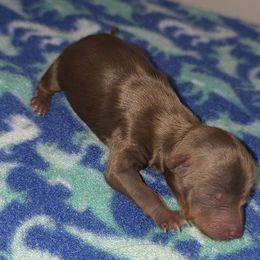Chocolate M2 - Chocolate, tan and white male Yorkshire Terrier puppy in Lakeland, Florida from You Me & The Yorkies