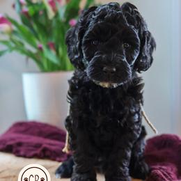 Black Oak - Black male Australian Labradoodle puppy in Castlewood, Virginia from Clinch River Labradoodles