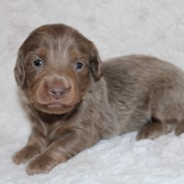 Reecie - Fawn (isabella) and cream female Dachshund puppy in Powderly, Texas from Kuttin’ Up Mini Aussies