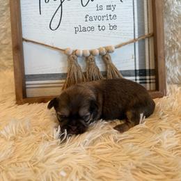 Maria - Liver female Shih Tzu puppy in Success, Missouri from Sweet Success