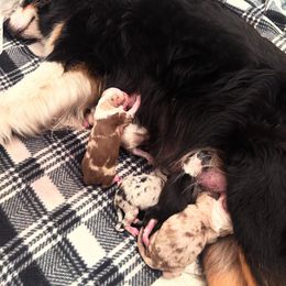 Australian Shepherd Puppies from Rock Springs Australian Shepherds