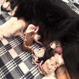 Australian Shepherd Puppies from Rock Springs Australian Shepherds
