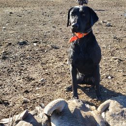Brittanys, German Shorthaired Pointers, and Labrador Retrievers from SlickRock Retrievers