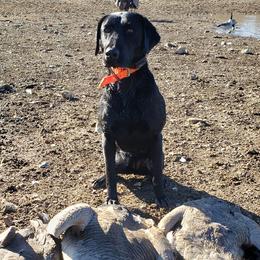 Brittanys, German Shorthaired Pointers, and Labrador Retrievers from SlickRock Retrievers