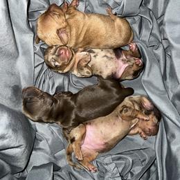 Dachshund Puppies from Honey Creek Doxies