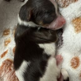 Gothel - Chocolate, tan and white female Yorkshire Terrier puppy in Labelle, Florida from Chocolate and Parti Yorkies in Florida