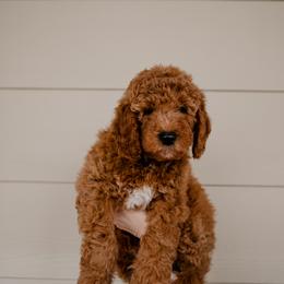 Goldendoodle and Sheepadoodle Puppies from Red River Goldendoodles