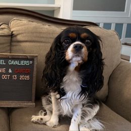 Cavalier King Charles Spaniel puppies from Witzel Cavaliers