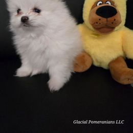 Sven - White male Pomeranian puppy in Cornville, Arizona from Glacial Pomeranians