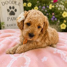 Poppy - Cream female Double Doodle puppy in Deer Park, Washington from Doodle Paw Ranch