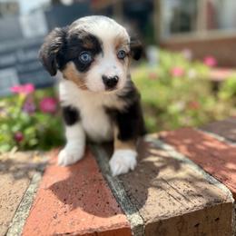 Myrtle - Blue merle female Miniature Australian Shepherd puppy in Clarkesville, Georgia from North Georgia Gems