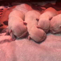 French Bulldog and Rottweiler Puppies from MBArotties_frenchies