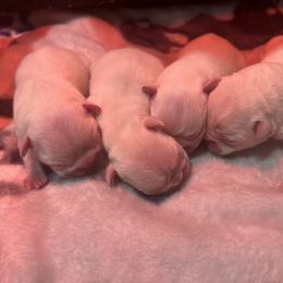 French Bulldog and Rottweiler Puppies from MBArotties_frenchies