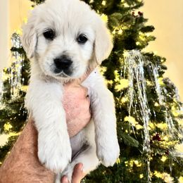Uranus (blue) - Light golden male Golden Retriever puppy in Pahrump, Nevada from Southern Nevada Goldens