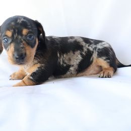 Jamie - Dapple female Dachshund puppy in Fredericksburg, Ohio from William's Dachshunds