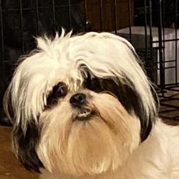 Shih Tzus from Joan's Shih Tzus