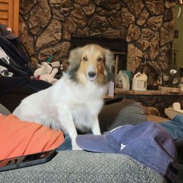 Bella - Sable and white female Shetland Sheepdog puppy in Kaycee, Wyoming from Heavenly Shelties