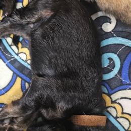 Brown collar - Black and red male German Shepherd puppy in Newaygo, Michigan from Sterley Shepherds