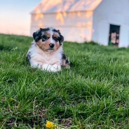 Australian Shepherd Puppies from Beaver Creek Aussies