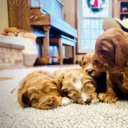 Australian Labradoodles from Loveland Labradoodles