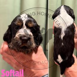 Softail - Black white and tan female English Springer Spaniel puppy in Fond Du Lac, Wisconsin from Clucking Homestead Springers & Dachshunds