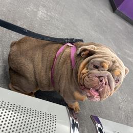 Bear - Bulldog