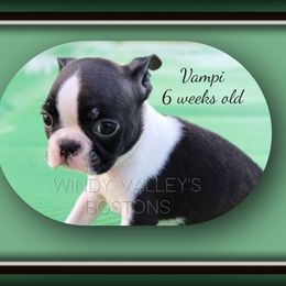 Boy 3 - Seal and white male Boston Terrier puppy in North Central, Vermont from Windy Valley’s Bostons