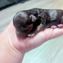 Girl 1 - Chocolate and tan female Yorkshire Terrier puppy in Odenville, Alabama from Yorkie Prints