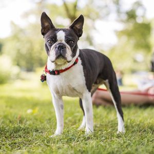Boston Terrier