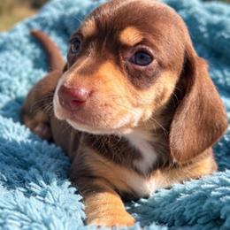 Delta - Chocolate and cream female Dachshund puppy in Cottage Grove, Oregon from Freckled Roots Farm Dachshunds