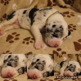 Great Dane Puppies from Cook’s Gentle Giants