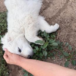 Cruella - Light golden female Golden Retriever puppy in Colorado Springs, Colorado from Sharp Guardians and Goldens