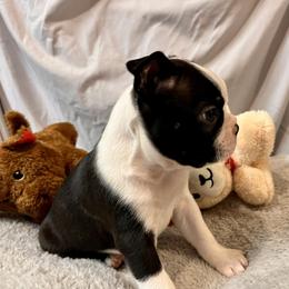 Flounder - Black brindle and white male Boston Terrier puppy in London, Kentucky from Antjie Boston