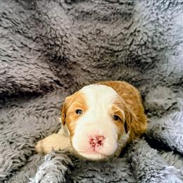 Pumpkin - Red female Bernedoodle puppy in Gilbert, Arizona from San Tan Doodles