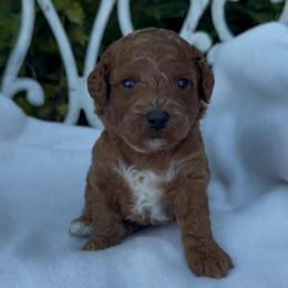 Clem - Apricot male Assorted Doodle Crosses puppy in Yuba City, California from Lucky Day Doodles
