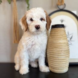 Girl 5 - Parti female Goldendoodle puppy in Phoenix, Arizona from Doodles of the Desert