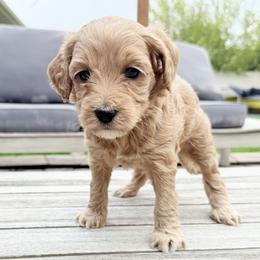 Aurora - Apricot female Goldendoodle puppy in Twin Falls, Idaho from Magic Valley Family Doodles