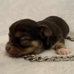 Winchester - Chocolate and white male Chihuahua puppy in Seneca, Missouri from Stephanie’s Puppy Colony