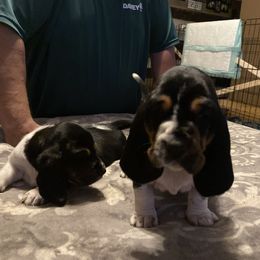 Basset Hound and Dachshund Puppies from Shannon Goebel