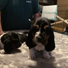 Basset Hound and Dachshund Puppies from Shannon Goebel
