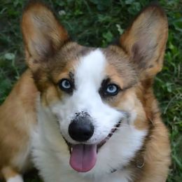 Remus - Pembroke Welsh Corgi