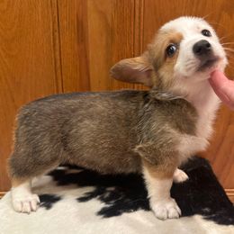 Reba - Red female Pembroke Welsh Corgi puppy in Rosharon, Texas from Hallin’ Corgis