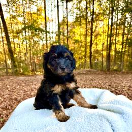 Toby - Black phantom male Aussiedoodle puppy in Science Hill, Kentucky from Southern Paws Kennels