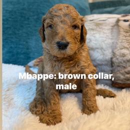 Mbappe- Boy 4 (brown collar) - Red  male Goldendoodle puppy in Auburn, Indiana from Cooper’s Doodles