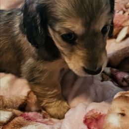 Coco - Red female Dachshund puppy in Lebanon, Oregon from Willow Moons Dachshunds