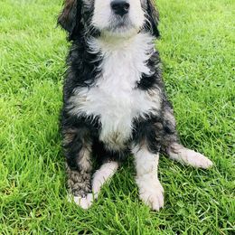 Bernedoodle Puppies from Moose Tracks Bernedoodles
