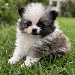 Mr. Spotty - Cream sable parti male Pomeranian puppy in Hancock, Maryland from Dusty Trail Pomeranians
