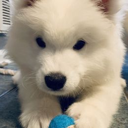 Samoyeds from Shirokuma Samoyeds
