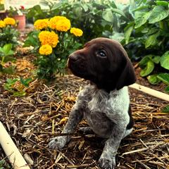 German Shorthaired Pointer Puppies from Justin Anderson